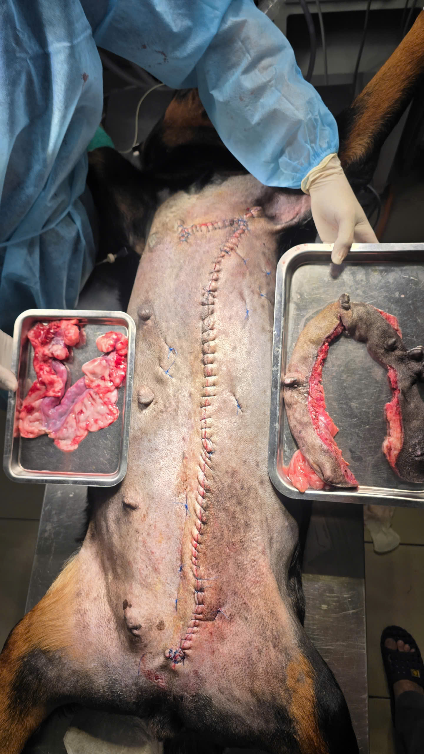 Bệnh viện Thú Y Gia Kiệm - Hình 5